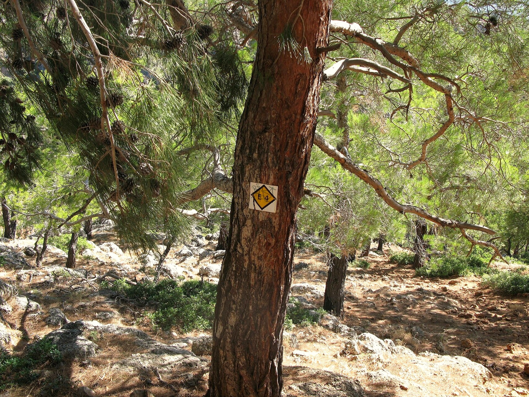 © Lungo41, Wikimedia Commons (CC BY-SA 4.0) Der Küstenpfad E4 im Kiefernwald bei Sougia - Kreta - Griechenland © Lungo41 / Wikimedia (CC BY-SA 4.0)