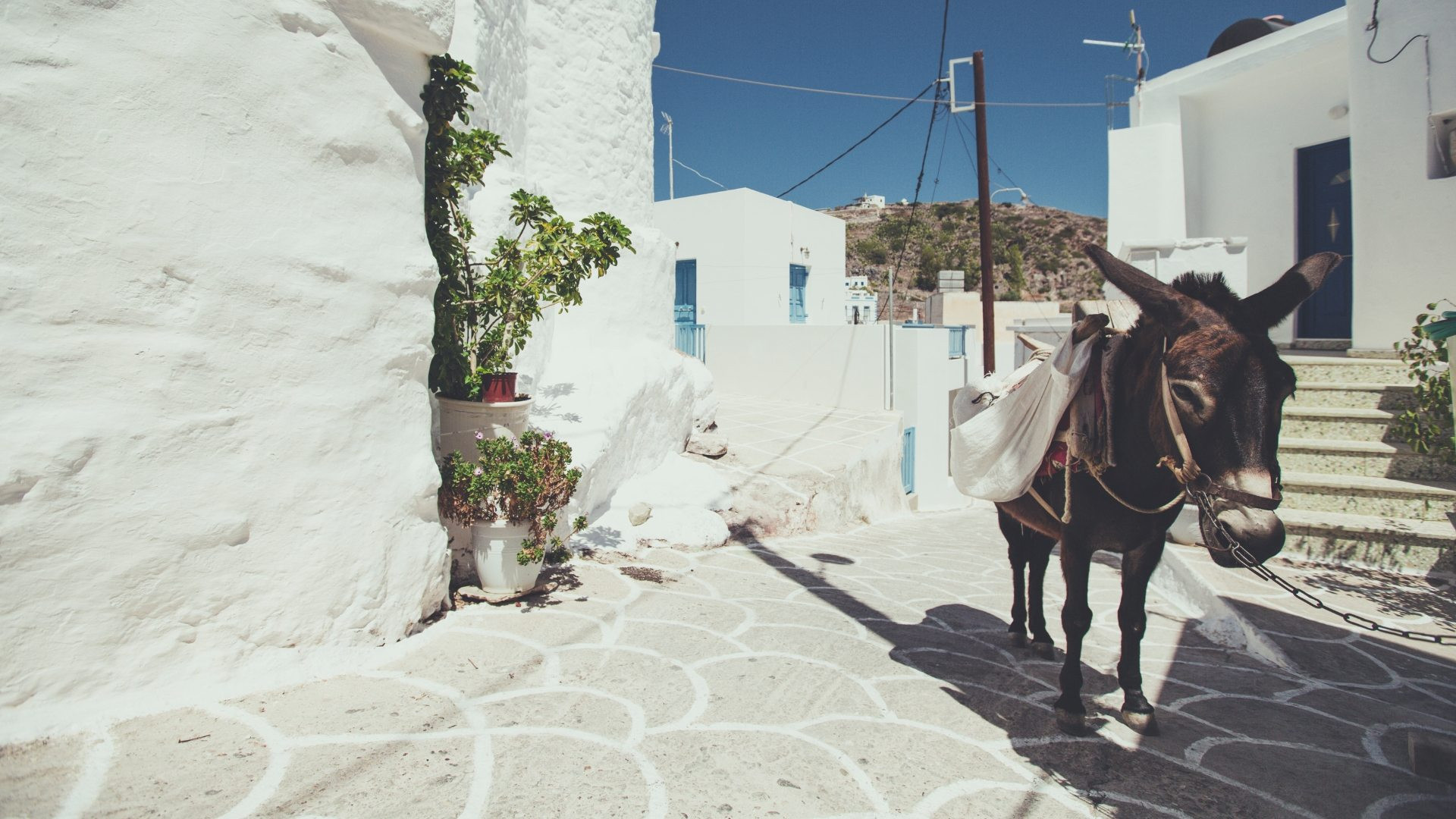 Esel in einer weiß gekalkten Gasse - Kimolos - Kykladen, Griechenland