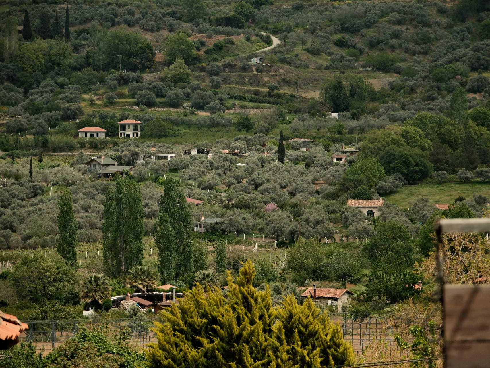 Grüne Landschaft und terrassierte Olivenhaine - Griechenland
