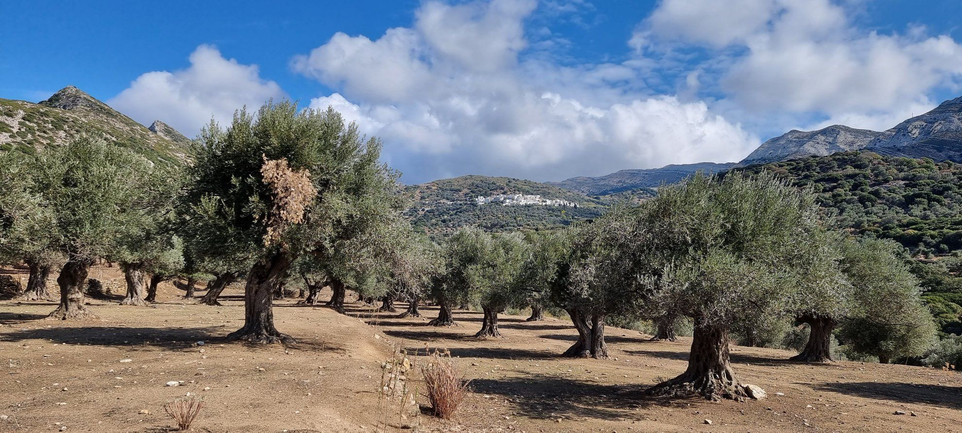 Tausendjähriger Olivenhain im Tal von Tragéa - Naxos - Griechenland